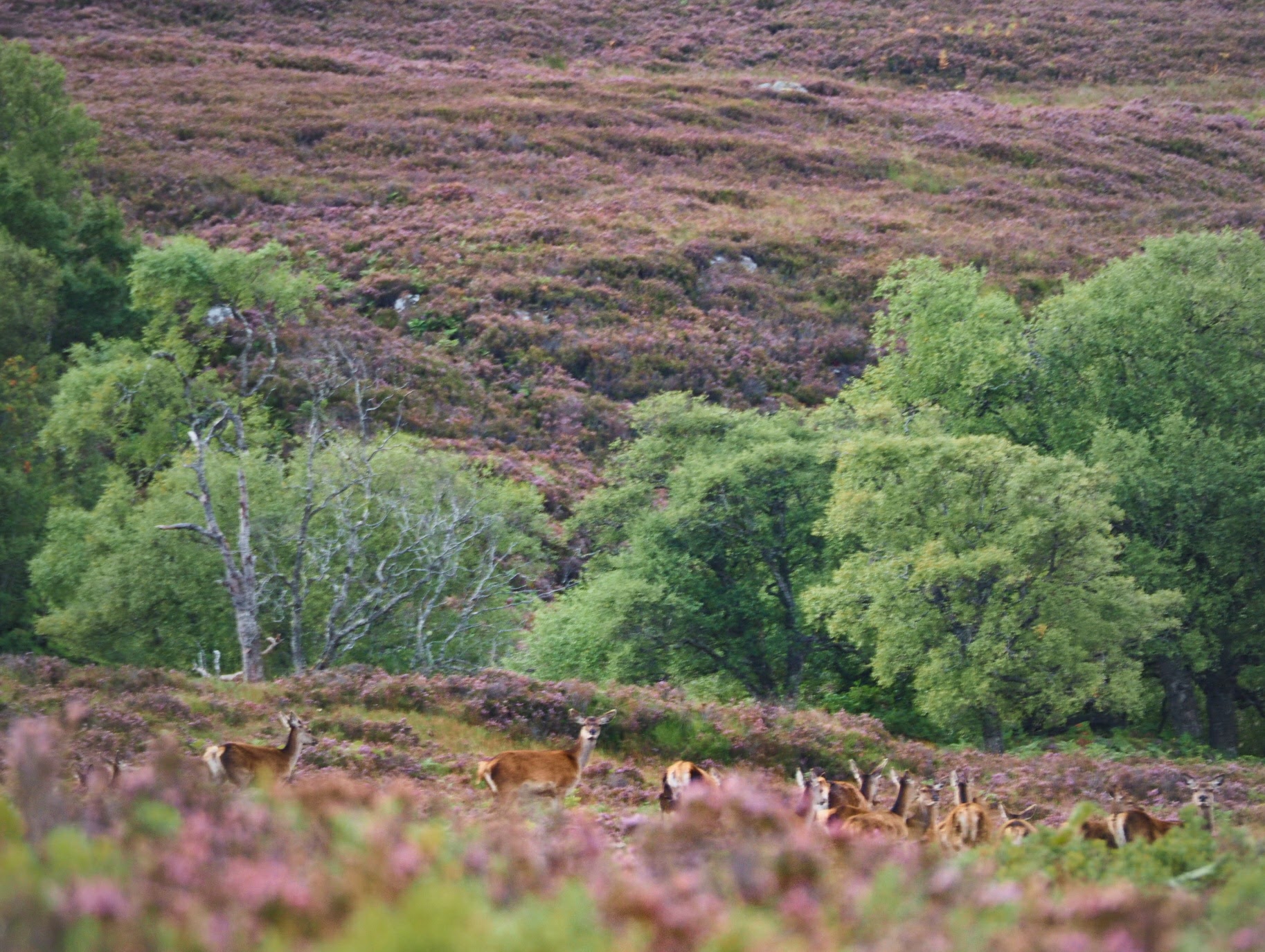 Er is heel veel rood wild dat goed gemanaged moet worden en afschieten is dan een noodzakelijk kwaad. Het werk van de Game Keeper.<br> Es gibt viel Rotwild und im Oktober hat der Gamekeeper viel Arbeit, auch beim abschiessen.