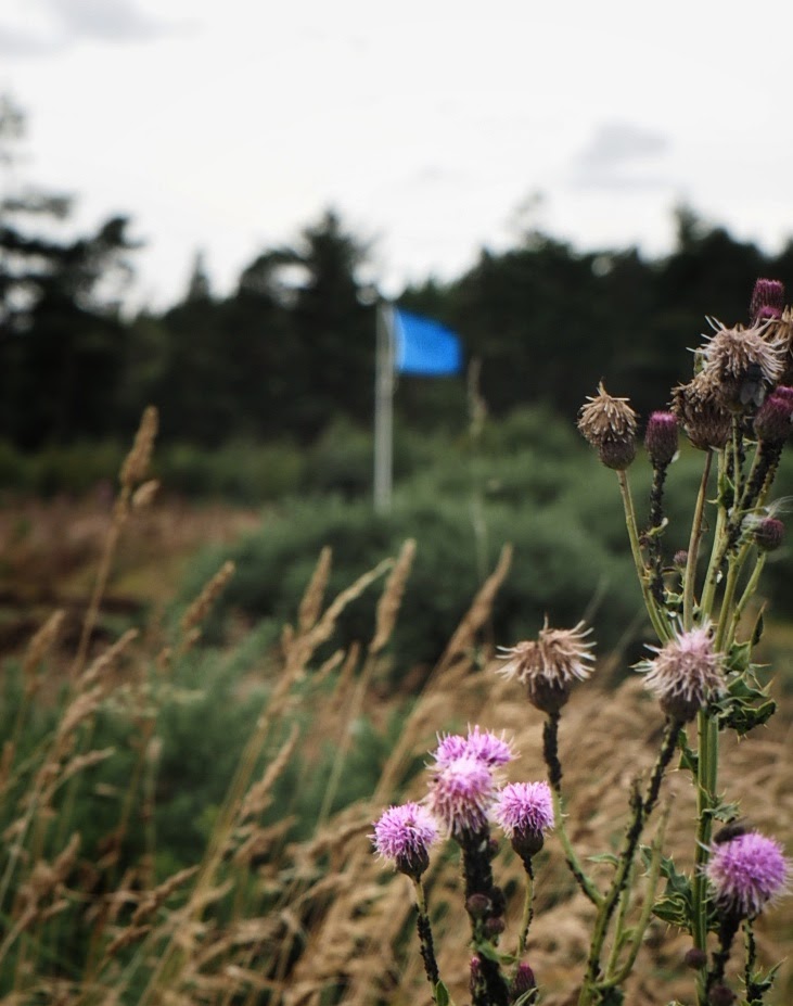 The Thistle, het nationale symbool van Schotland.<br> Die Blume der Nation.